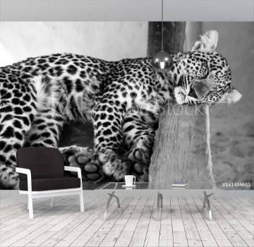 Picture of Leopard cub - cuteness 